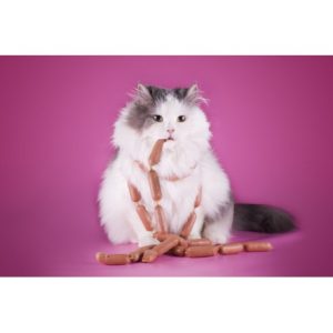 régime pour chat obèse sur http://www.catapart.fr/conseils-comportementaux/10062-7-conseils-chat-grossit.html