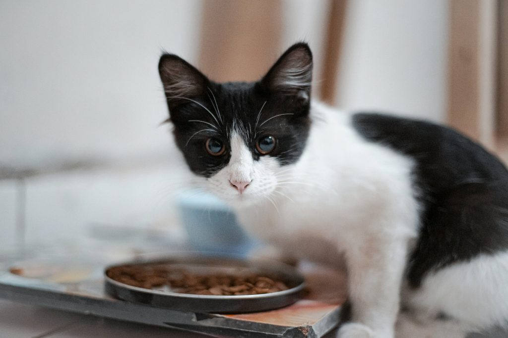 régime pour chat obèse sur http://www.catapart.fr/conseils-comportementaux/10062-7-conseils-chat-grossit.html