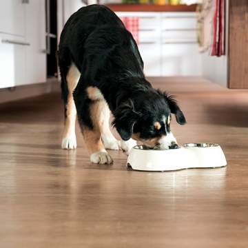 Le choix de croquettes pour chien Maxi Zoo