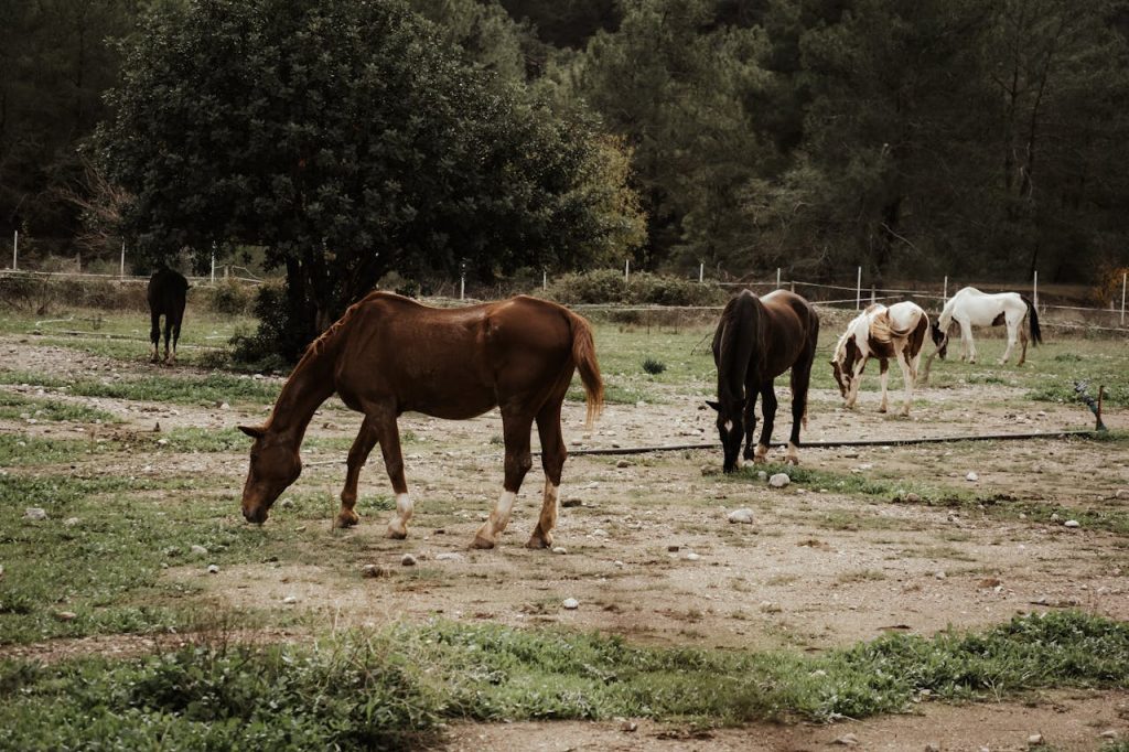Votre partenaire pour le transport de cheval