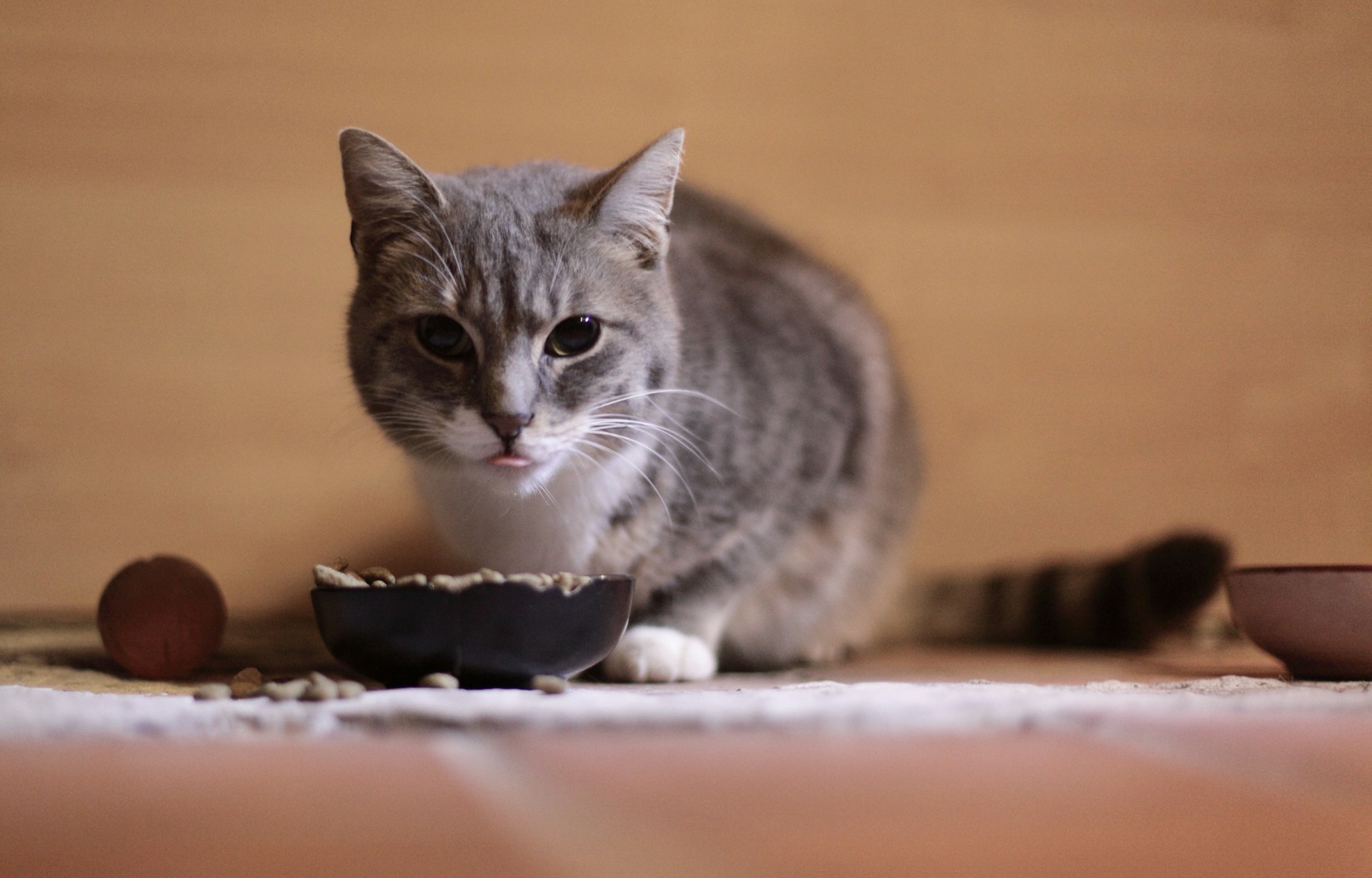 Quels sont les différents aliments pour chats ?