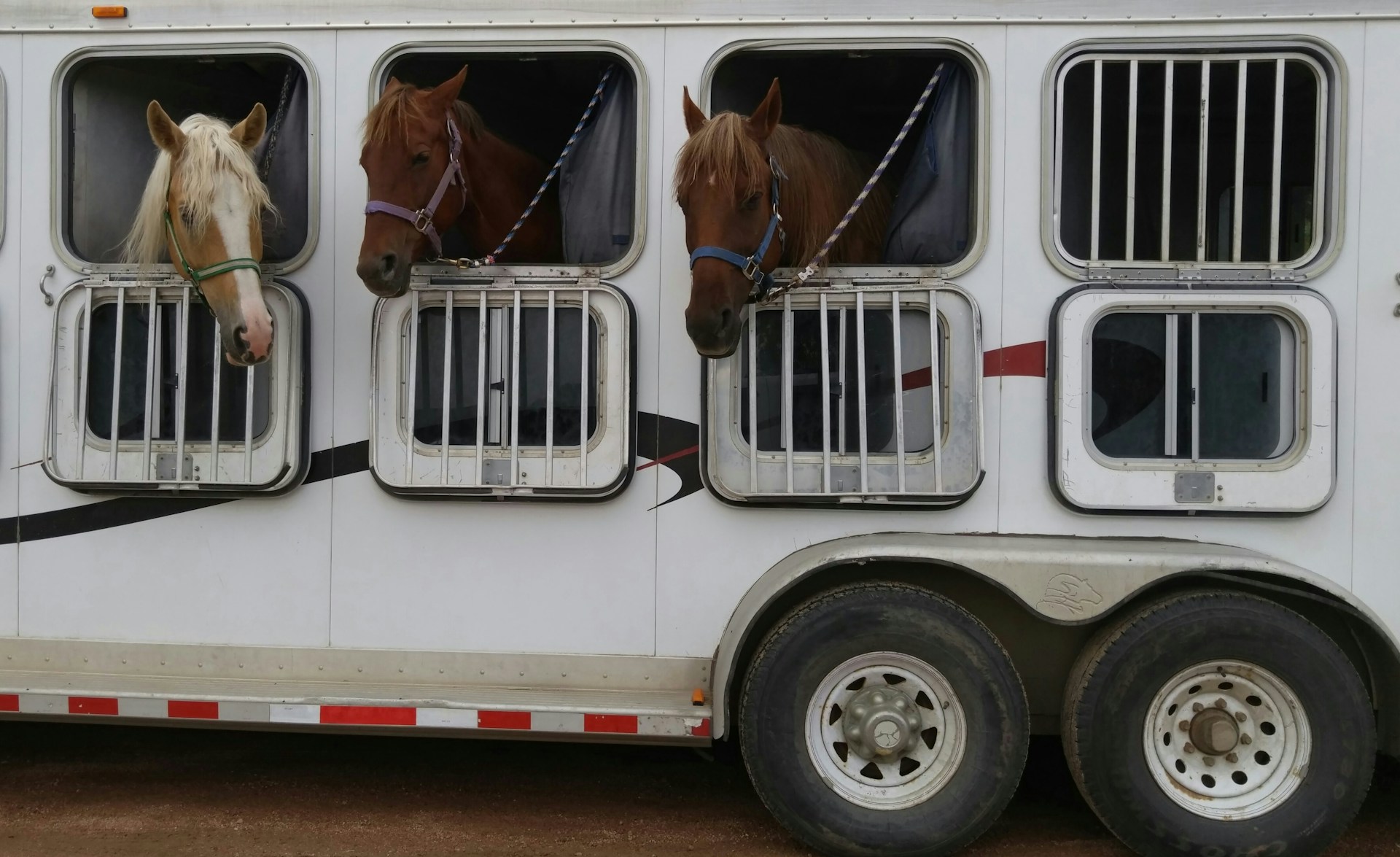 La solution pour transporter vos chevaux se trouve sur carrosserie-ameline.com.